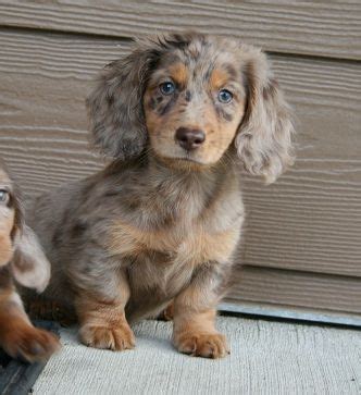 Washington dachshunds, dachshund puppies, mcmillans doxies, washington state oregon dachshund doxies puppies, champion akc registured, mini, standards, champions, english cream, piebald, dapple, brindle, issabella, chocolate/tan, black/tan, red, cream brindle, smooth, longhair. Dachshund ... OMG!!! | Dapple dachshund, Dachshund breed ...