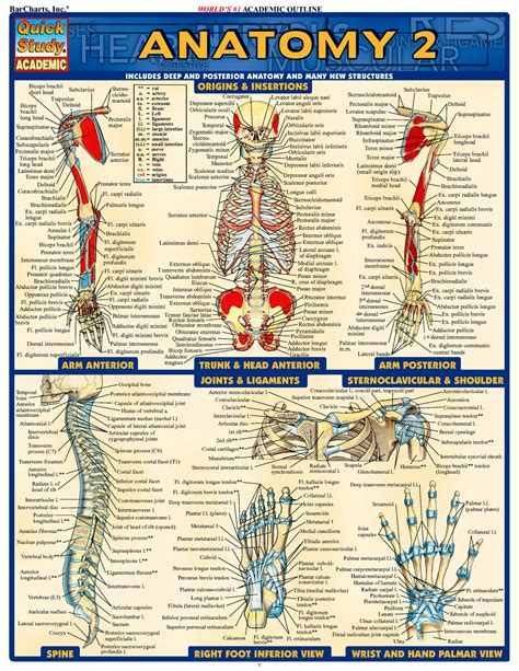 Anatomy And Physiology Labeling Diagrams