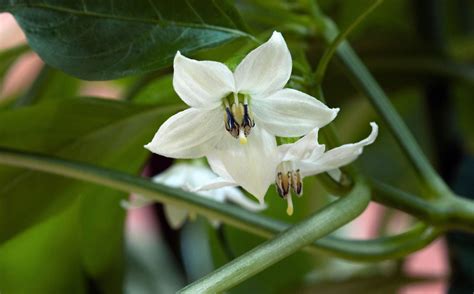 Hand Pollination Of Peppers How To Hand Pollinate A Pepper Plant