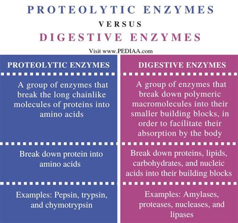 What Is The Difference Between Proteolytic Enzymes And Digestive