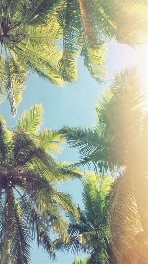 207 Best Palm Trees Images On Pinterest Backgrounds