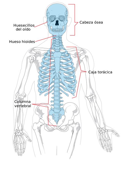 Esqueleto Axial Definición Anatomía Función Partes Y Más