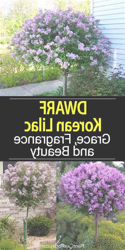 Euonymus japonicus microphyllus 'tom thumb' appearance: Hardy, attractive flowering Dwarf Korean Lilac, Syringa ...