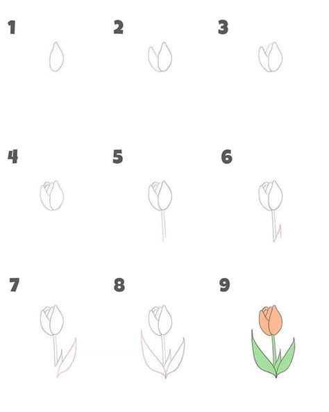 Tổng Hợp Các Cách Vẽ Hoa Tulip đẹp Và Sáng Tạo Nhất Cosy