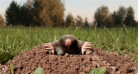 Five Interesting Facts About Moles