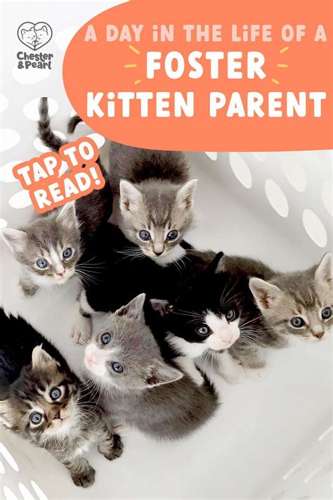 What Does A Kitten Foster Parent Do All Day Fostering Cats Part 3
