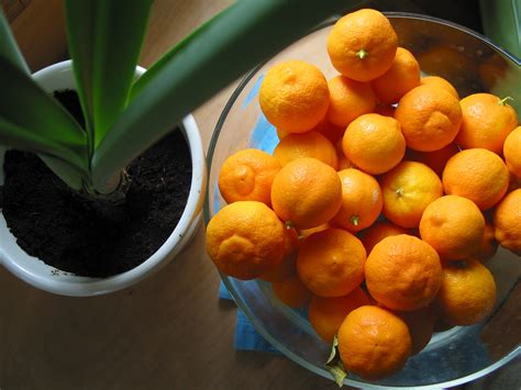 What Julia Ate Meyer Lemons And Rangpur Limes