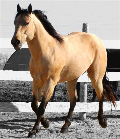 Friends Horses Horse Breeds Buckskin Horse