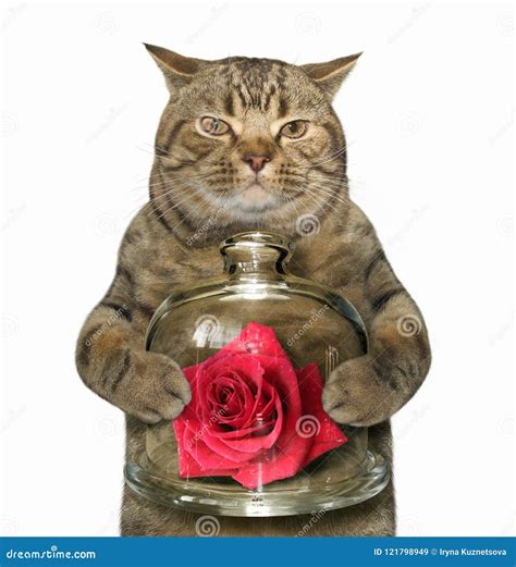 Cat With Red Rose Stock Image Image Of Romance Funny 121798949