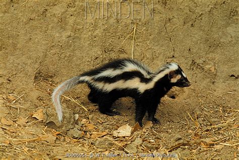 Striped Polecat Stock Photo Minden Pictures