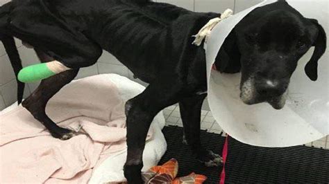 Starved Great Dane Eats Own Foot To Survive Owners Face Charges