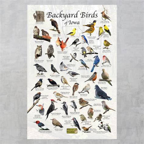 Backyard Birds Of Iowa Bird Identification Poster