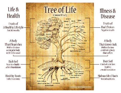 Tree of Life Explained