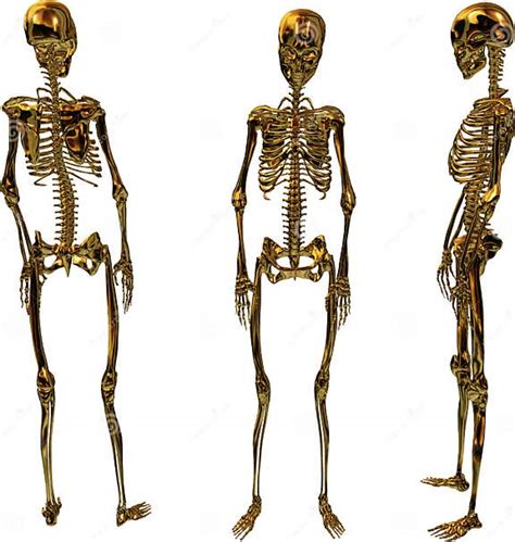 Golden Female Skeletons Stock Illustration Illustration Of Shiny 3820840
