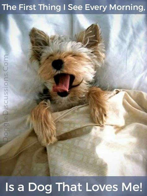 Good Morning Little Yorkiechon Yorkie