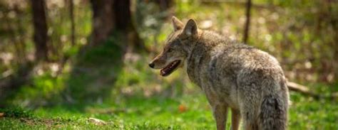Frisco Launches Map To Track Coyote Sightings Community Impact