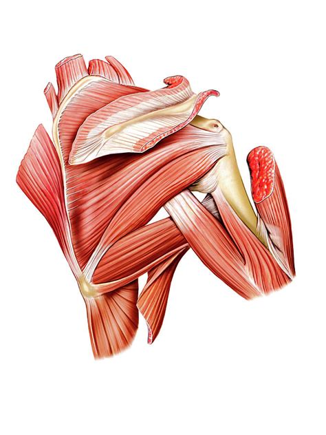 Shoulder Muscles 4 Photograph By Asklepios Medical Atlas Pixels Merch