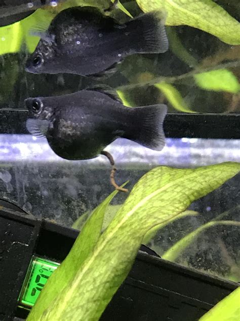 Is My Balloon Molly Pregnant New To Mollies But She Definitely Looks Pregnant To Me If So How