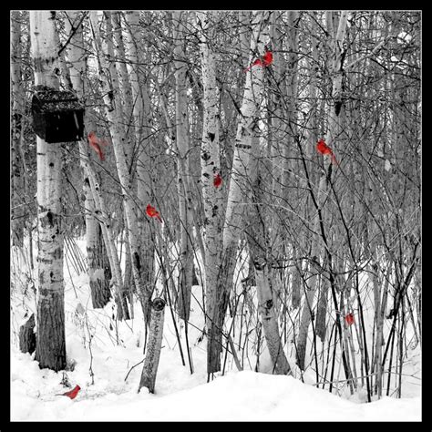 7 Cardinals Фотографии деревьев Красивые птицы Фотограф