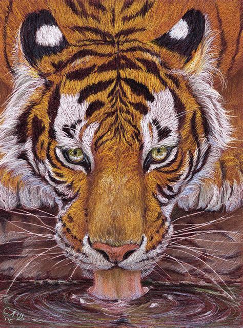 Thirsty Tiger Drawing By Svetlana Ledneva Schukina
