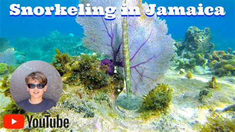 Jamaica Amazing Snorkeling In Runaway Bay Youtube