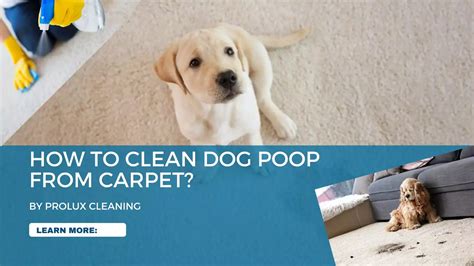 How To Clean Carpet Dog Poop Prolux Cleaning Company