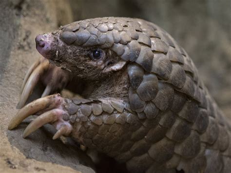 Top 199 + Animals that eat termites - Lestwinsonline.com