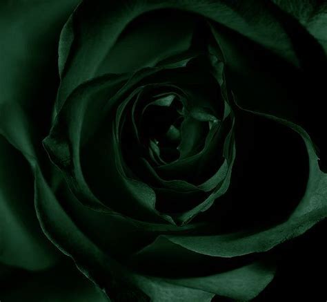 Dark Green Rose Dark Green Aesthetic Dark Green Wallpaper Slytherin