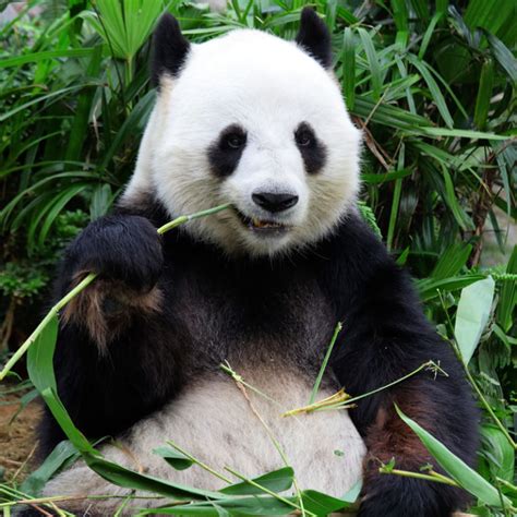 Giant Panda The Animal Spot