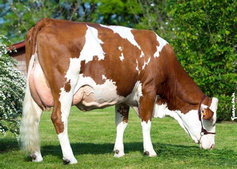 Fleckvieh Cow Calf Cattle Animals Beautiful