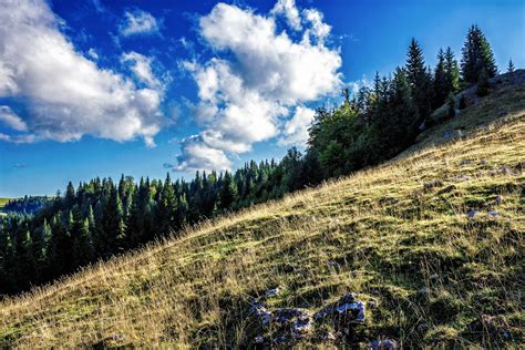 Forest On Hillside Meadow In Mountain Free Photo Download Freeimages