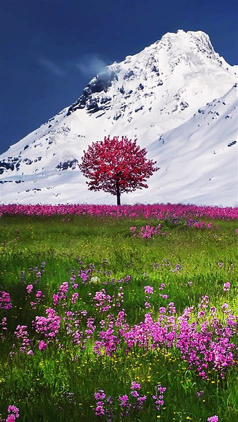 Mountain Flowers Iphone Wallpaper Hd 4k