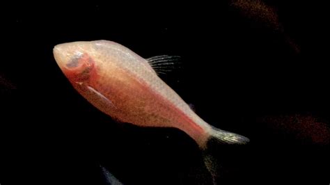 A Lopsided Face Helps This Eyeless Cave Fish Navigate Science Aaas