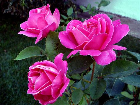 720p Free Download Pink Roses Rose Bonito Roses Flower Flowers