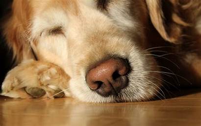 Golden Retriever Wallpapers Dog Sleeping Animal Animals