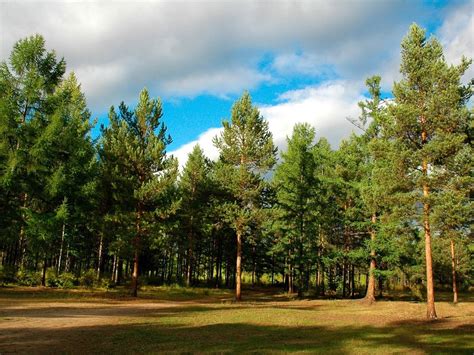 Tall Pine Trees Under Gray Clouds With Blue Sky At Daytime Hd Wallpaper
