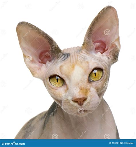 Sphynx Cat 1 Year Old In Front Of White Background Stock Image
