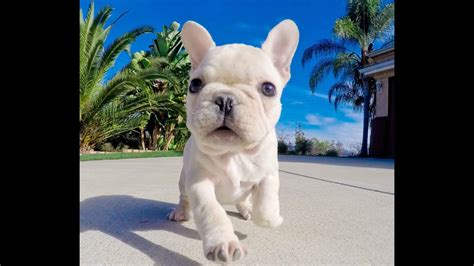 Akc champion bloodlines, vet checked, current on shots. Quinn the gorgeous Cream color AKC French Bulldog Male ...