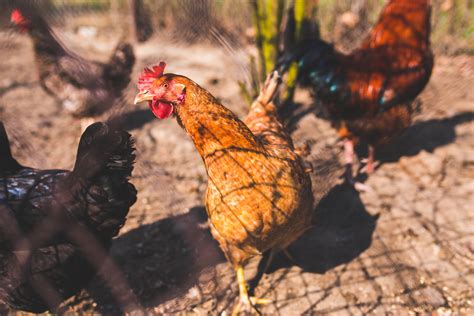 5 Common Chicken Diseases Every Chicken Keeper Should Know About Durvet