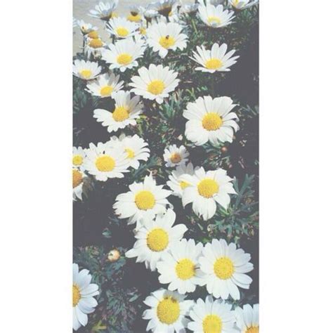 Daisys 0bsessed Flower Power Beautiful Blooms Pretty Flowers