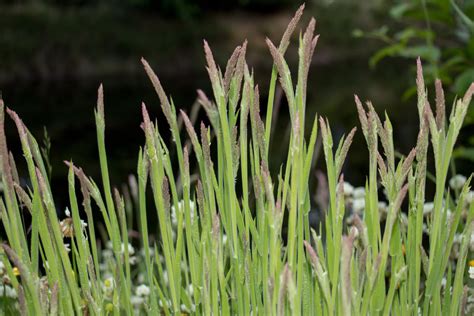 Common Velvet Grass • Holcus Lanatus Biodiversity Of The Central Coast