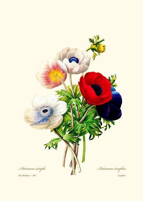 Redoute Anemone — Free Printable Art For Personal Use Only Artefacts Antique Images Free