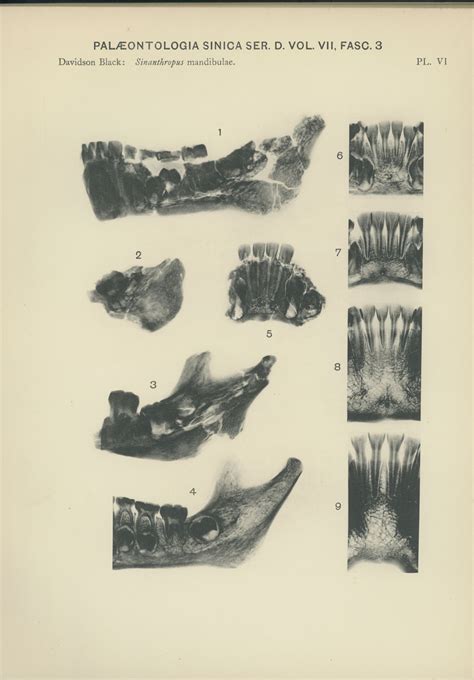 The Mandibles Of Sinanthropus Pekinensis Peking Man Special