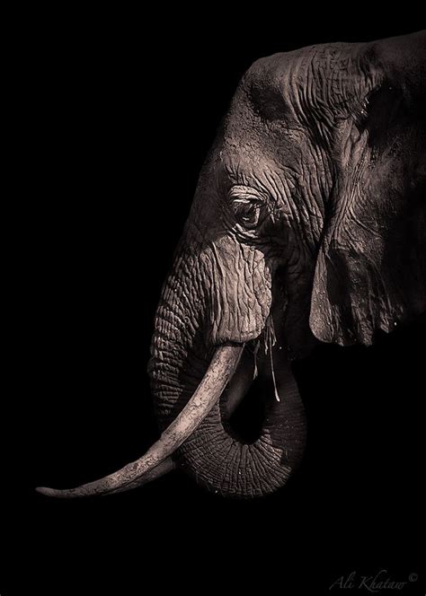 Elephant Portrait Elephant Portrait Elephant Photography African