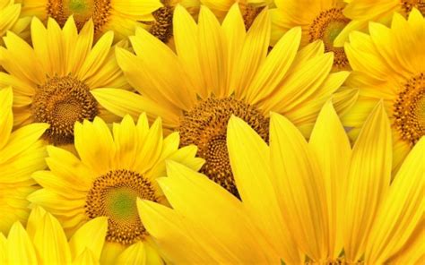 Yellow Sunflowers Hd Yellow Wallpapers Hd Wallpapers Id 46158