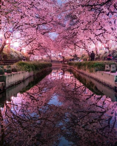 Cherry Blossom River 9gag