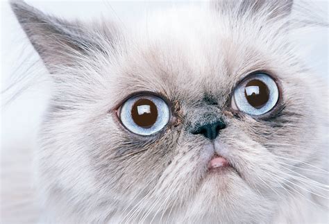 Flat Faced Cats Investigating Brachycephalic Cat Breeds