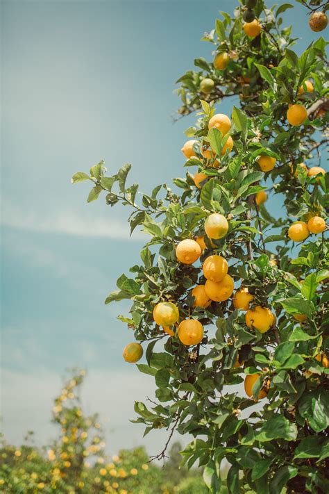 A Breathtaking Lemon Tree Lemon Orchard Amalfi Coast Italy Sicily
