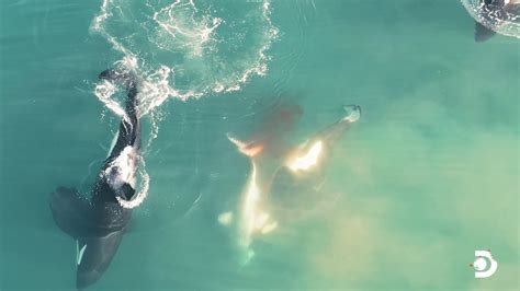 Watch Orca Whales Kill A Great White Shark In This Stunning Shark Week