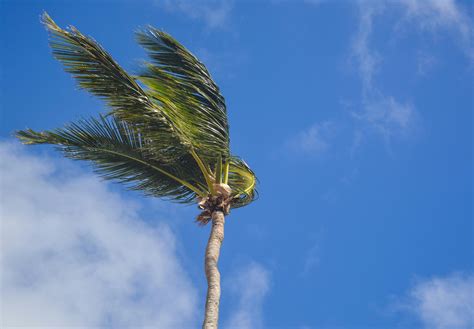 Coconut Tree Under White Clouds At Daytime · Free Stock Photo